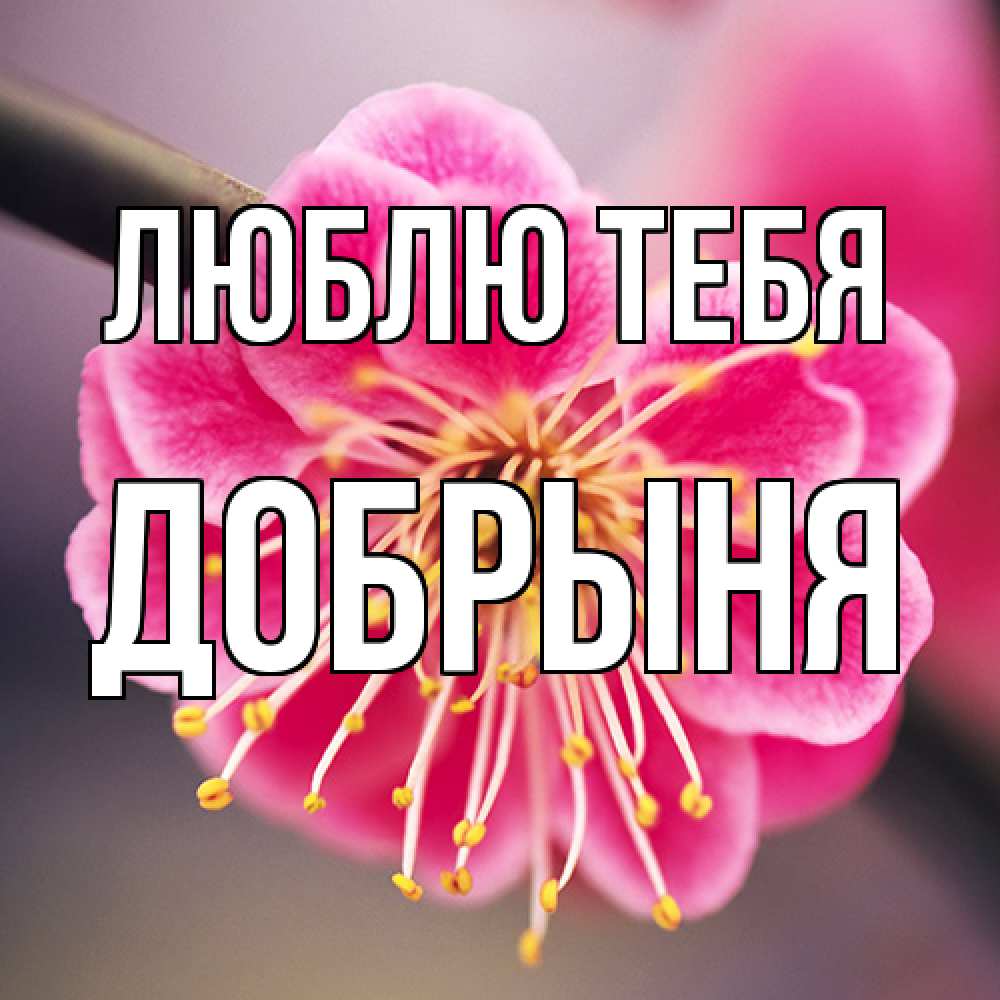 Открытка на каждый день с именем, Добрыня Люблю тебя цветы Прикольная открытка с пожеланием онлайн скачать бесплатно 
