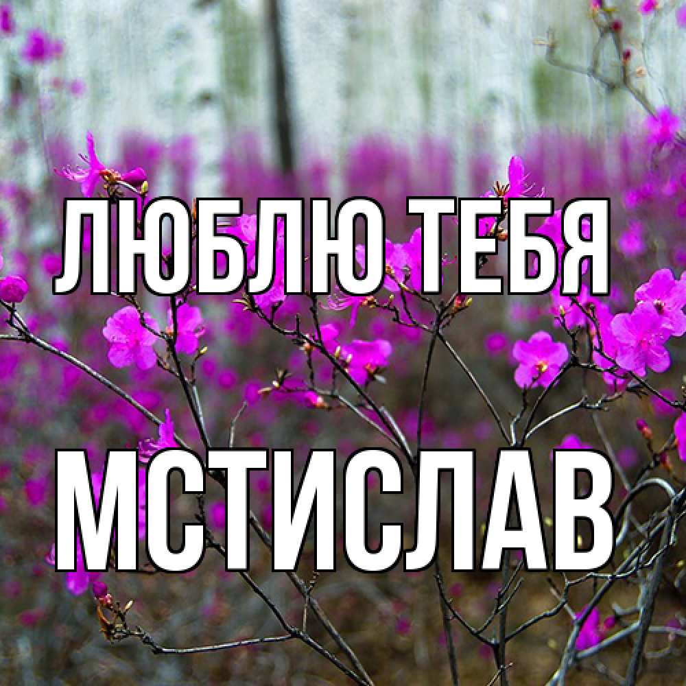Открытка на каждый день с именем, Мстислав Люблю тебя дикие цветы Прикольная открытка с пожеланием онлайн скачать бесплатно 