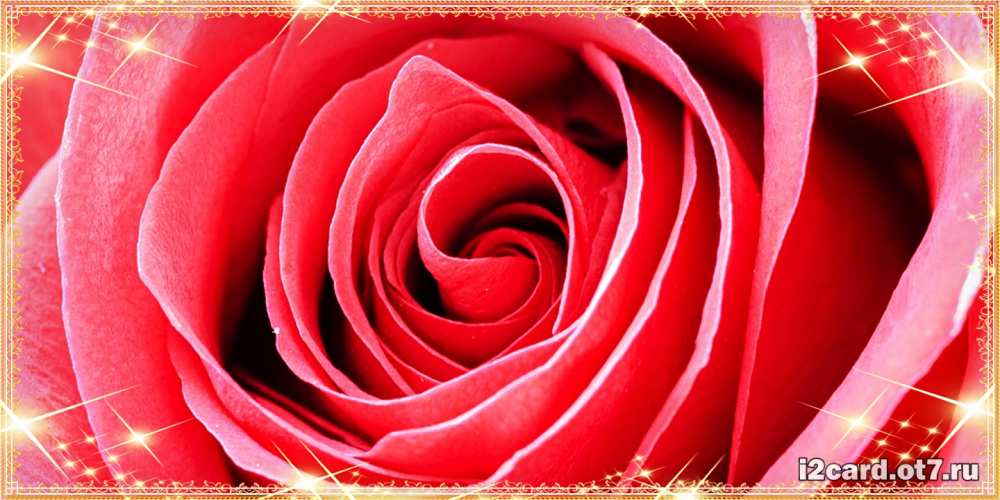 Открытка на каждый день с именем, Трифон C юбилеем розовая роза очень крупный бутон Прикольная открытка с пожеланием онлайн скачать бесплатно 