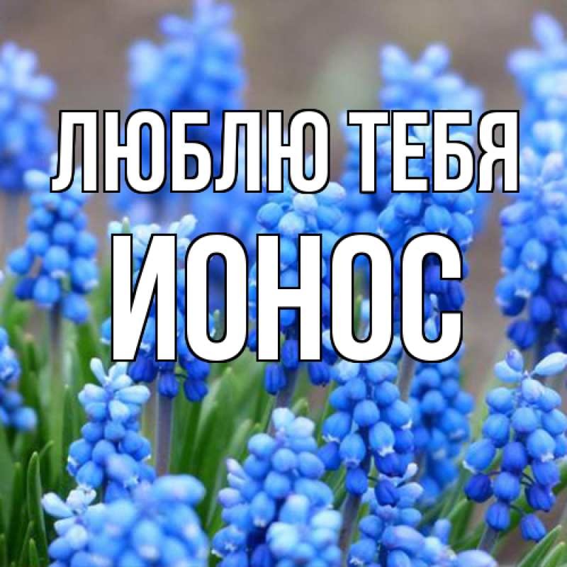Картинка Люблю тебя, Ионос