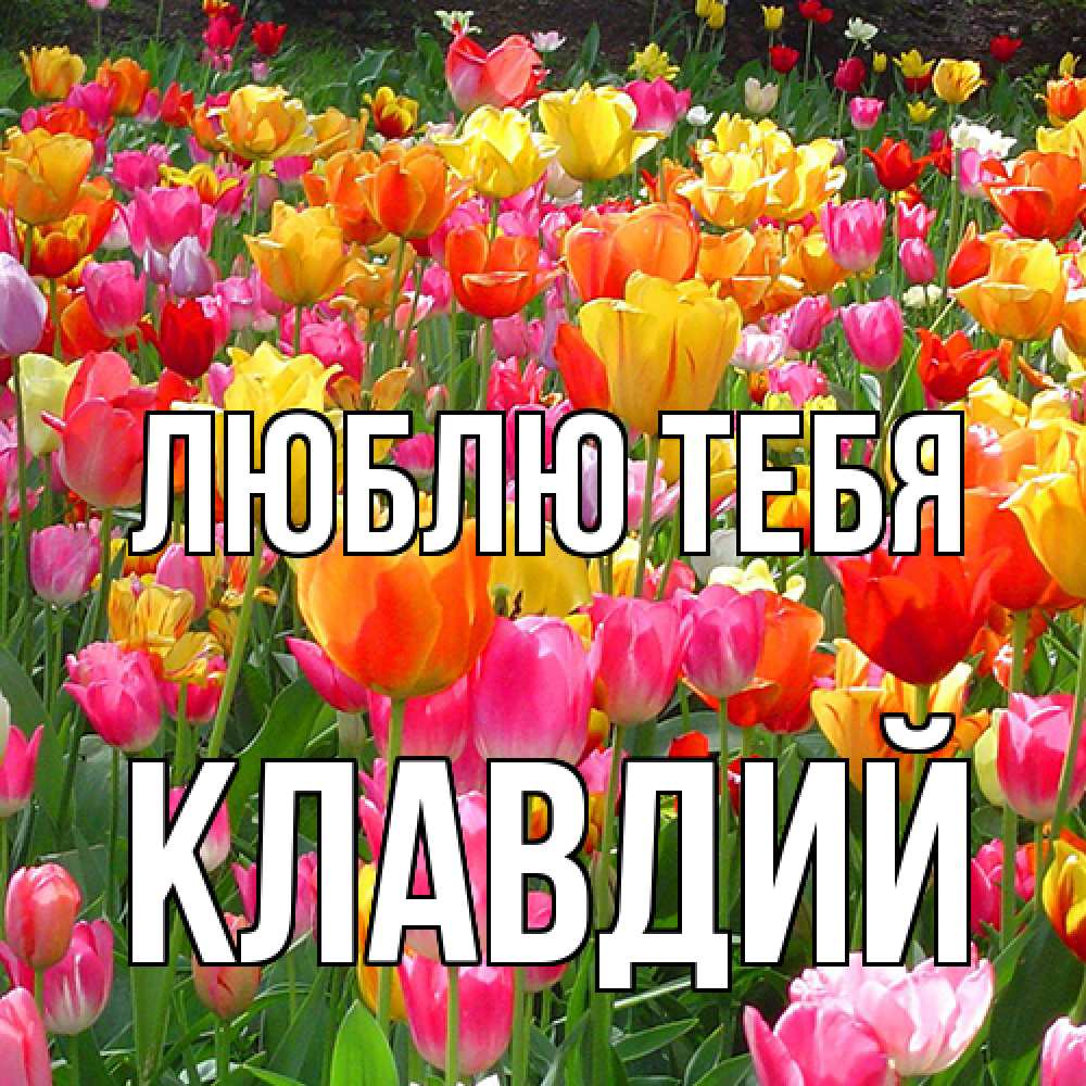 Открытка на каждый день с именем, Клавдий Люблю тебя на международный женский день Прикольная открытка с пожеланием онлайн скачать бесплатно 