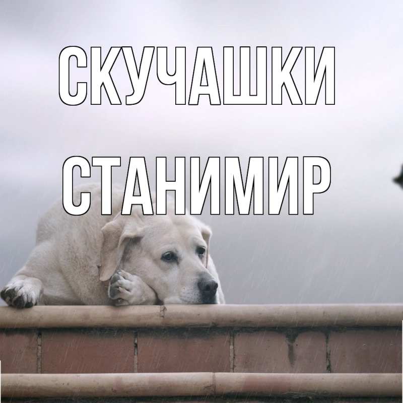 Картинка Скучашки, Станимир