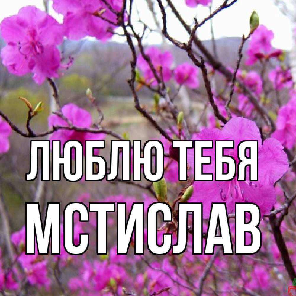 Открытка на каждый день с именем, Мстислав Люблю тебя международный женский день Прикольная открытка с пожеланием онлайн скачать бесплатно 