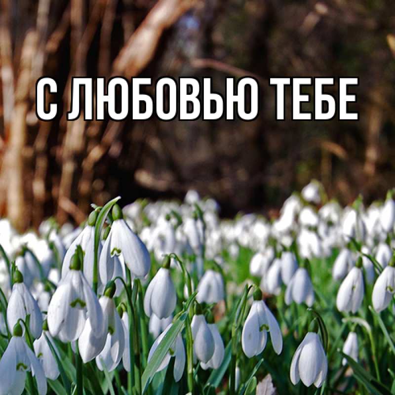 Картинка Люблю тебя, Ева