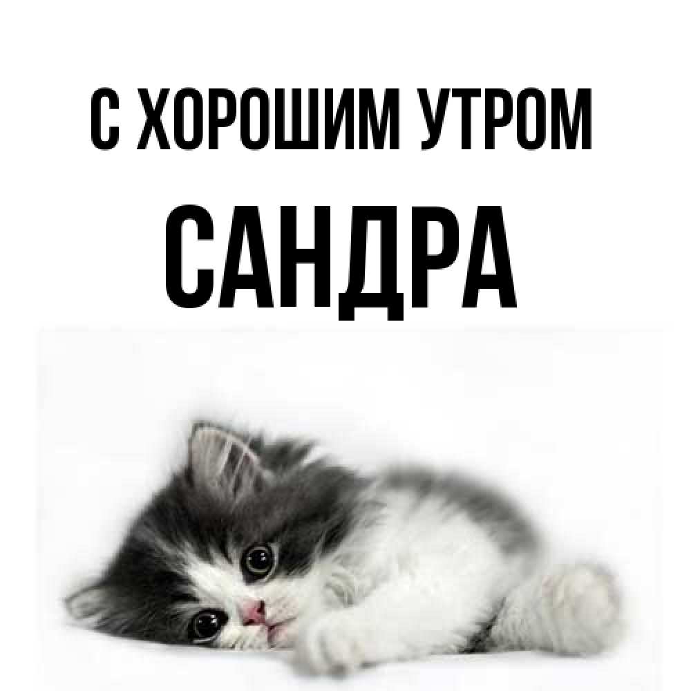 Открытка на каждый день с именем, Сандра С хорошим утром кот лапки Прикольная открытка с пожеланием онлайн скачать бесплатно 