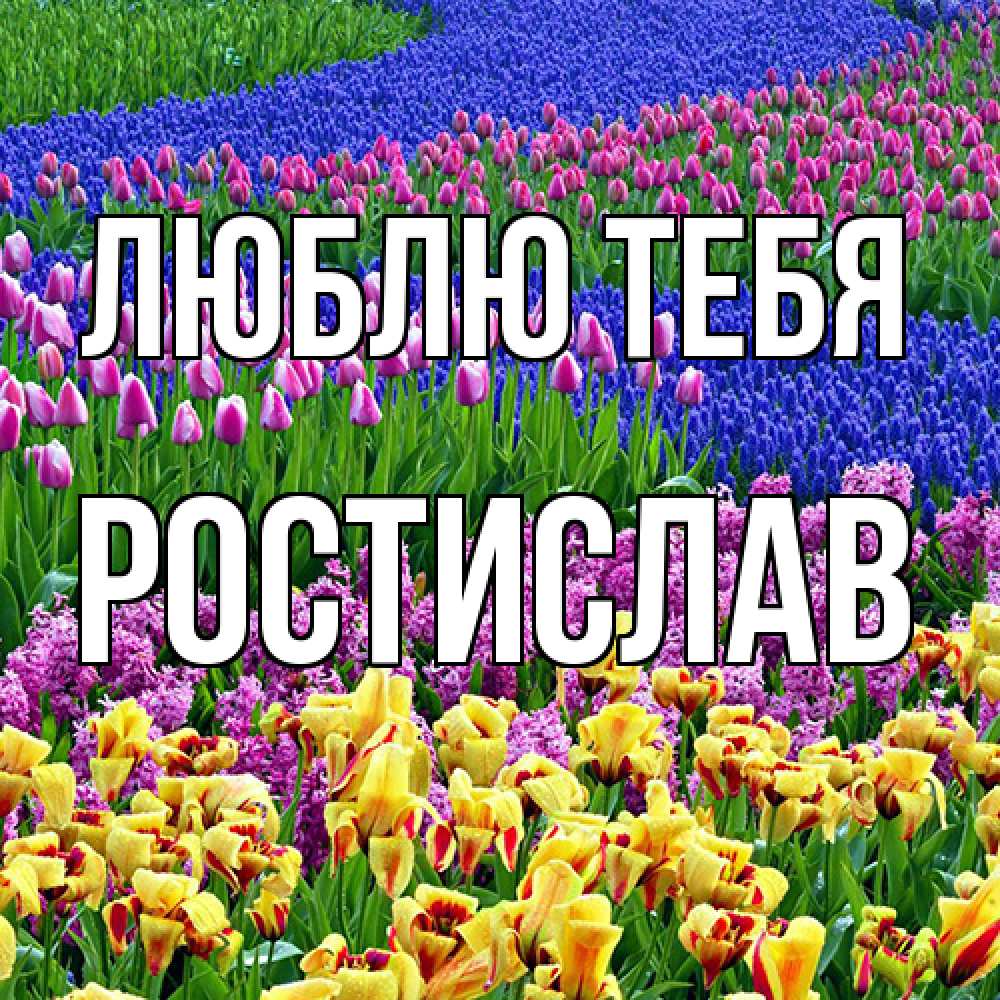 Открытка на каждый день с именем, Ростислав Люблю тебя цветы Прикольная открытка с пожеланием онлайн скачать бесплатно 