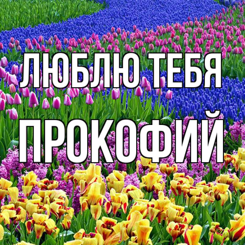 Картинка Люблю тебя, Прокофий