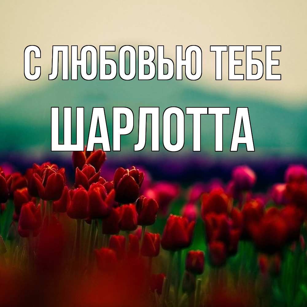 Открытка на каждый день с именем, Шарлотта С любовью тебе тюльпаны 4 Прикольная открытка с пожеланием онлайн скачать бесплатно 