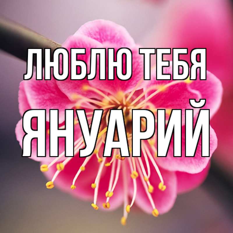 Картинка Люблю тебя, Януарий