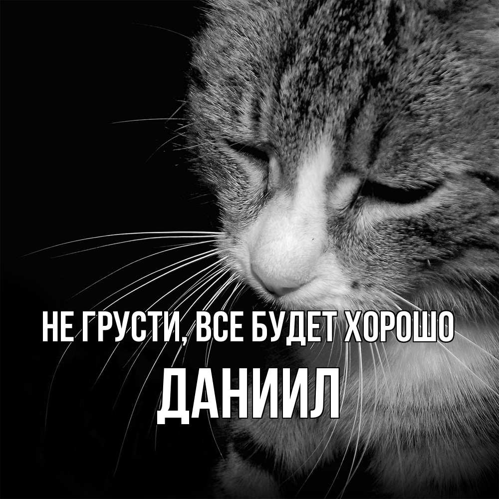 Открытка на каждый день с именем, Даниил Не грусти все будет хорошо грустный котик Прикольная открытка с пожеланием онлайн скачать бесплатно 