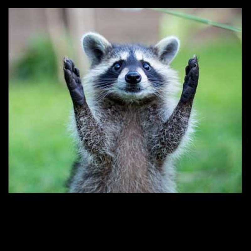 Картинка С хорошим утром, Аполлинарий