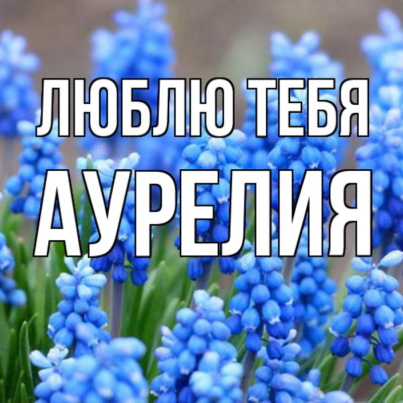 Картинка Люблю тебя, Аурелия