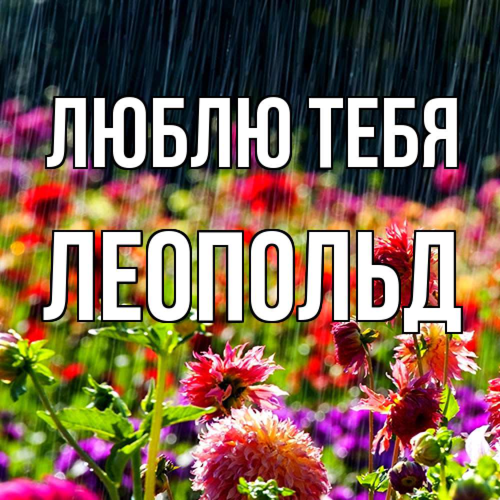 Открытка на каждый день с именем, Леопольд Люблю тебя цветы под дождиком к международному женскому дню Прикольная открытка с пожеланием онлайн скачать бесплатно 