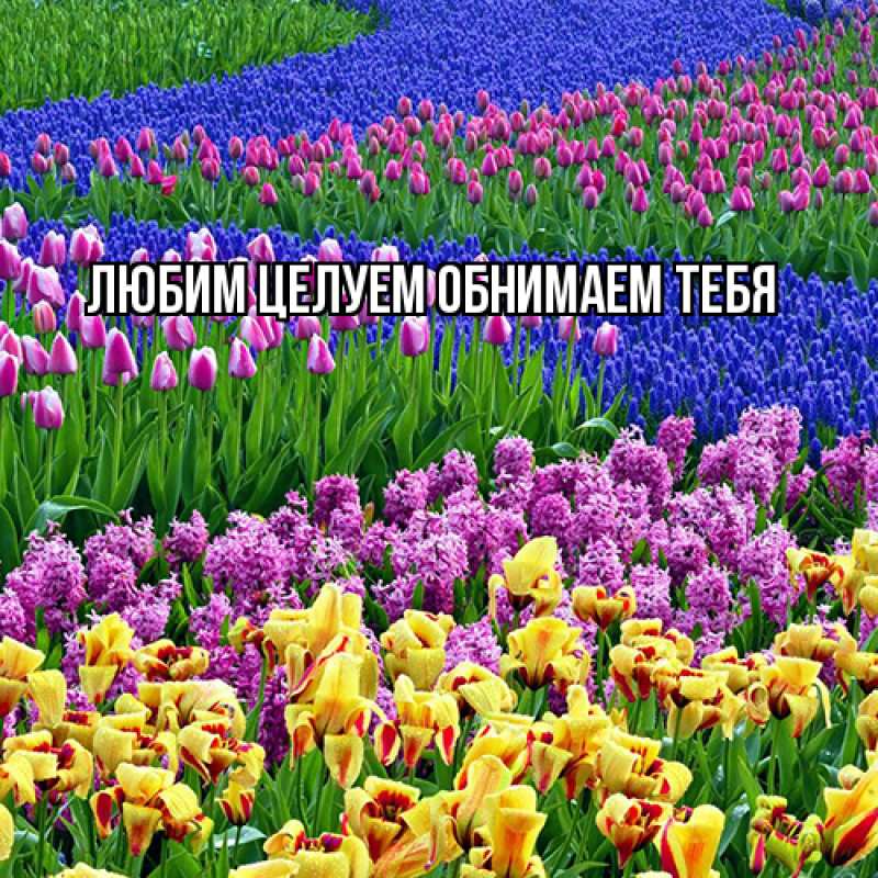 Картинка Люблю тебя, Ненаглядный мой