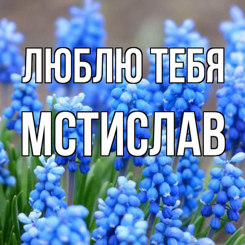 Открытка на каждый день с именем, Мстислав Люблю тебя Поздравительная открытка для женщин с цветами на праздничную дату Прикольная открытка с пожеланием онлайн скачать бесплатно 