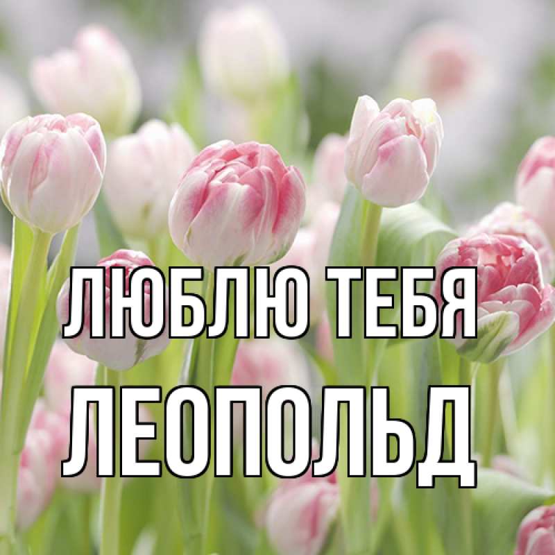 Картинка Люблю тебя, Леопольд