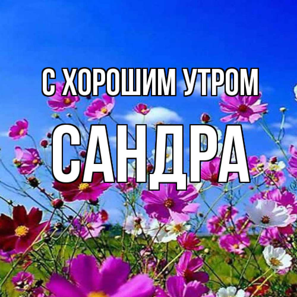 Открытка на каждый день с именем, Сандра С хорошим утром сиреневые цветы Прикольная открытка с пожеланием онлайн скачать бесплатно 