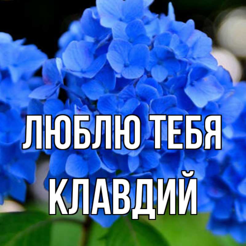 Картинка Люблю тебя, Клавдий