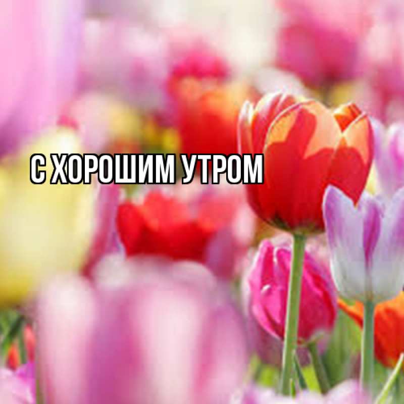 Картинка Люблю тебя, Гуля