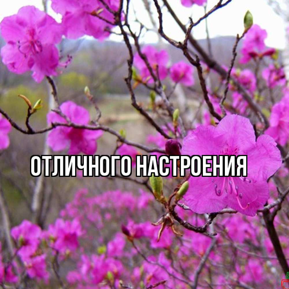 Открытка на каждый день с именем, Радосвета Люблю тебя международный женский день Прикольная открытка с пожеланием онлайн скачать бесплатно 