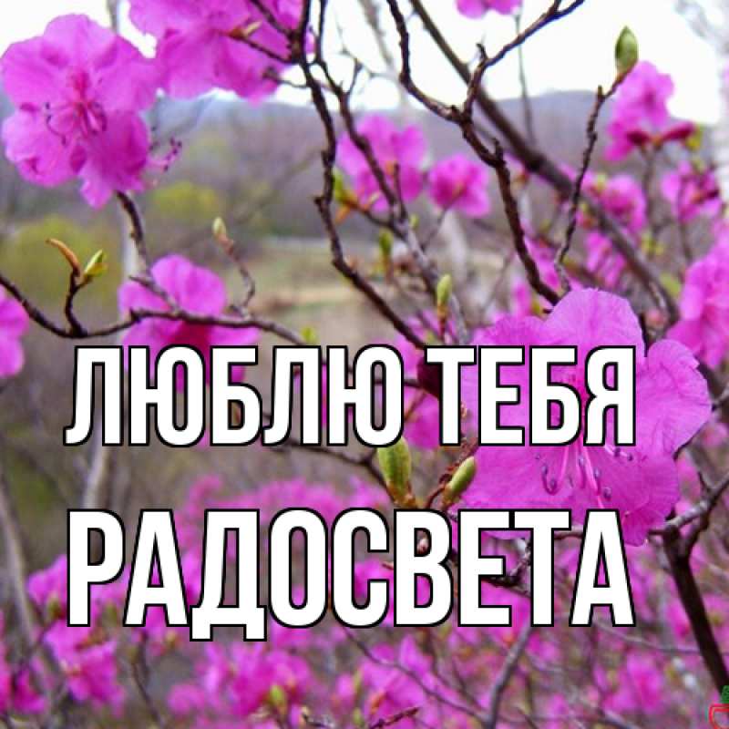 Картинка Люблю тебя, Радосвета