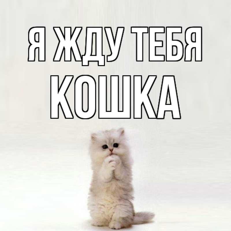 Открытка с именем, Кошка, Я жду тебя
