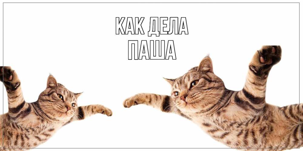 Открытка на каждый день с именем, Паша Как дела кот Прикольная открытка с пожеланием онлайн скачать бесплатно 