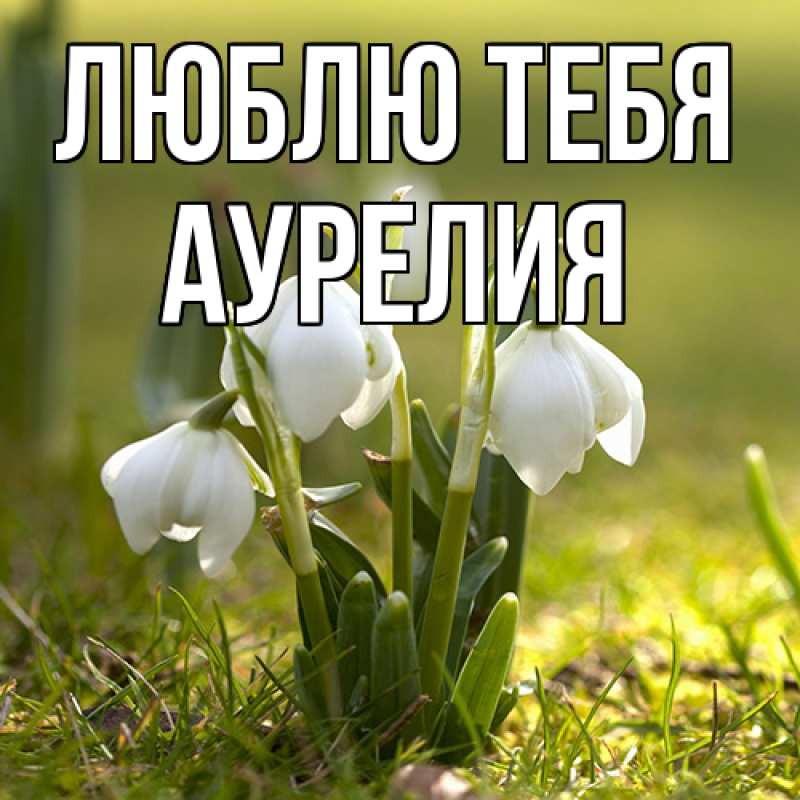 Картинка Люблю тебя, Аурелия