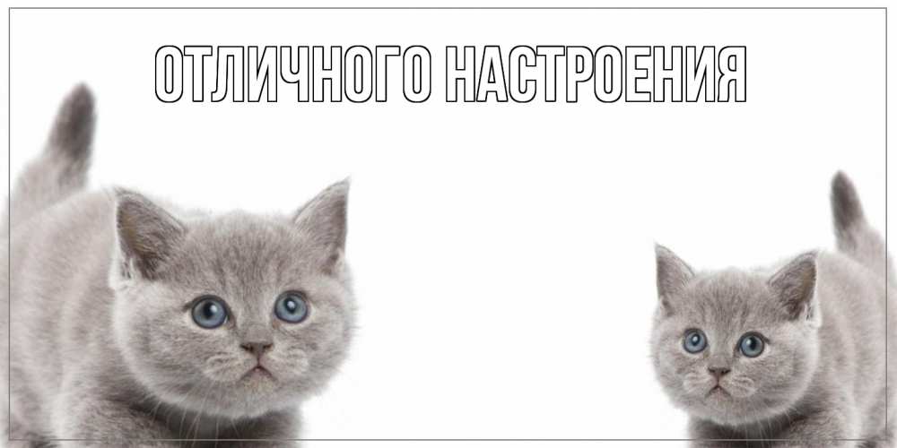 Открытка на каждый день с именем, Ненаглядный Как дела коты Прикольная открытка с пожеланием онлайн скачать бесплатно 