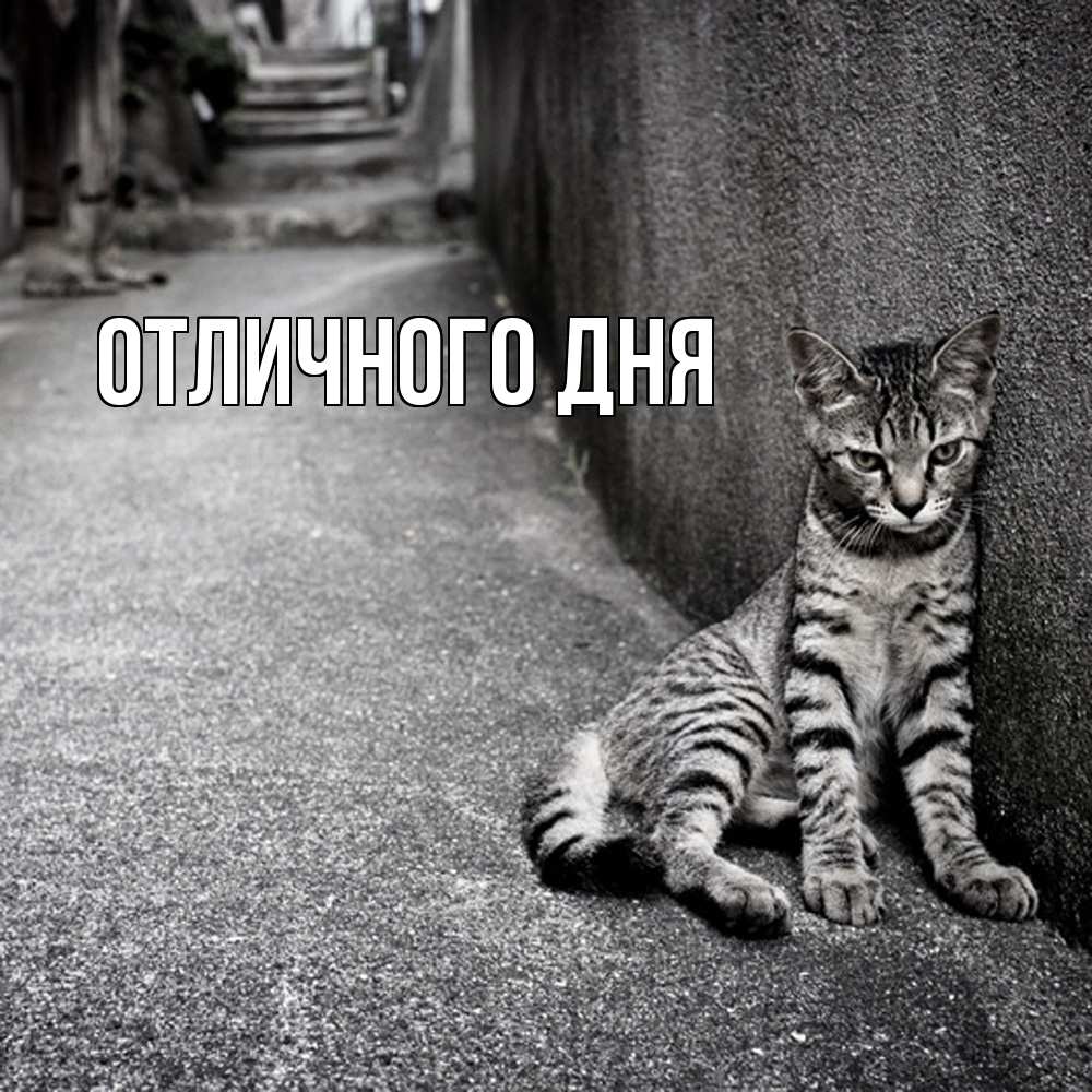 Открытка на каждый день с именем, Исай Скучашки одиноко котику Прикольная открытка с пожеланием онлайн скачать бесплатно 