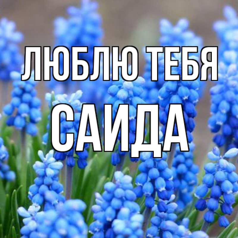 Картинка Люблю тебя, Саида