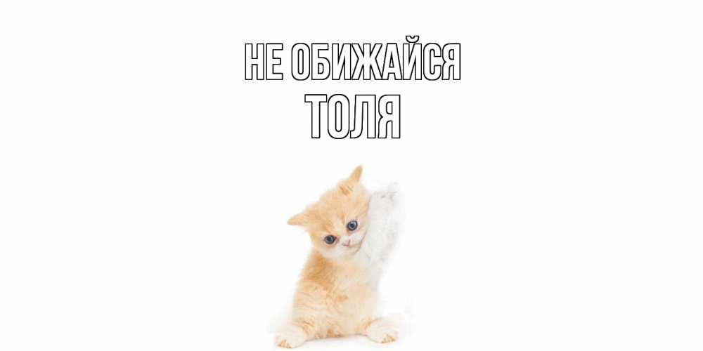 Открытка на каждый день с именем, Толя Не обижайся кот Прикольная открытка с пожеланием онлайн скачать бесплатно 