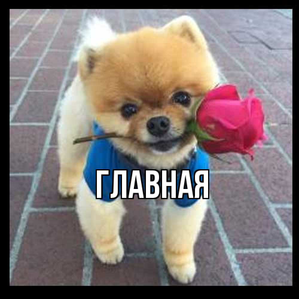 Открытка на каждый день с именем, Александра Главная роза в зубах у собаки Прикольная открытка с пожеланием онлайн скачать бесплатно 