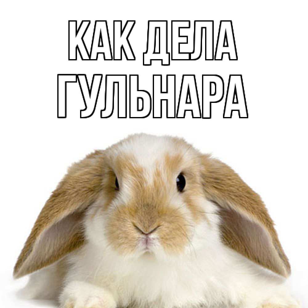 Открытка на каждый день с именем, Гульнара Как дела с животными Прикольная открытка с пожеланием онлайн скачать бесплатно 