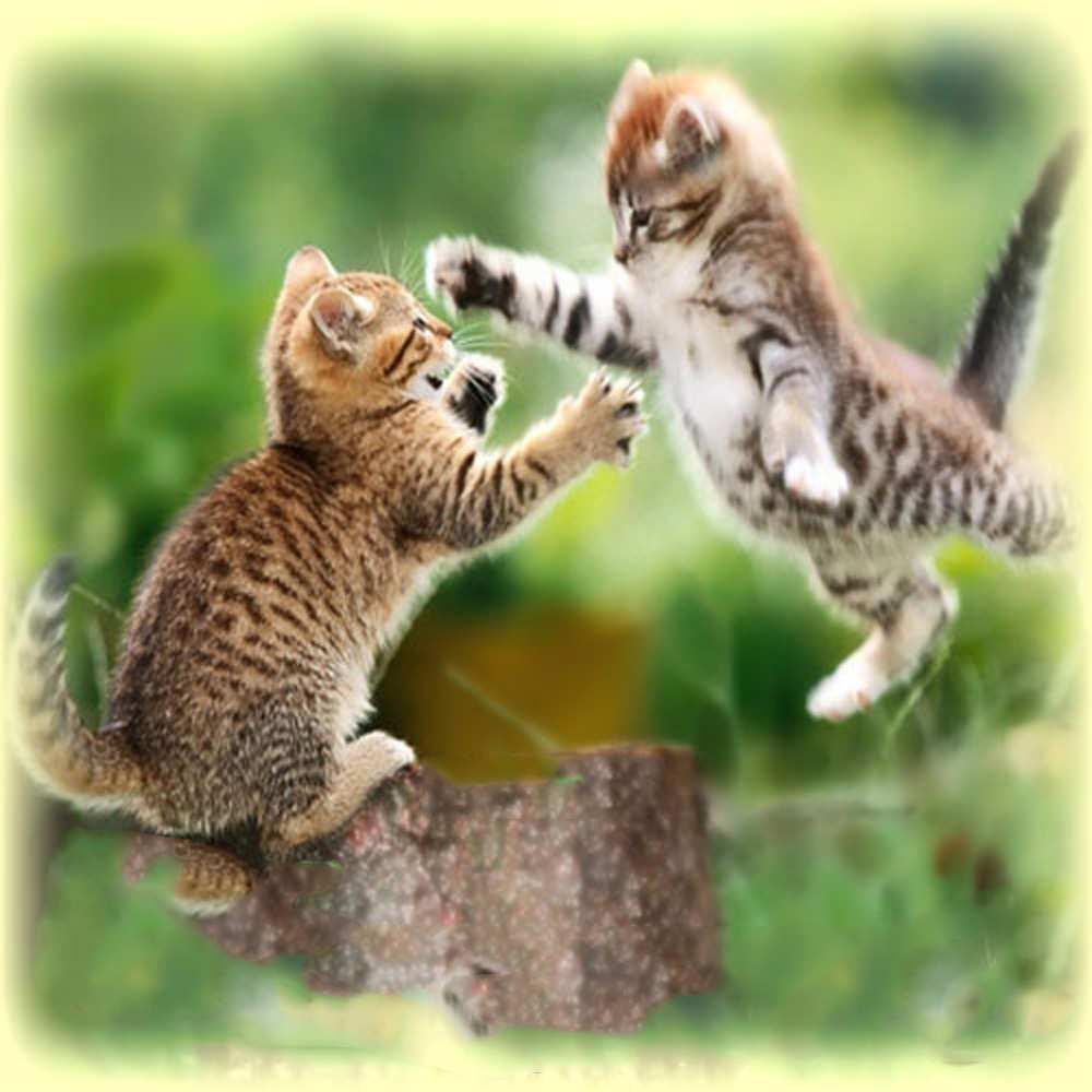Открытка на каждый день с именем, Люба Обнимашки игры котят Прикольная открытка с пожеланием онлайн скачать бесплатно 