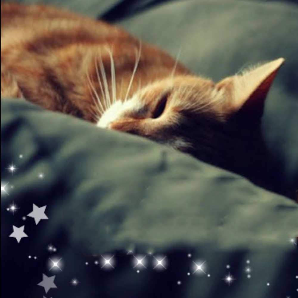 Открытка на каждый день с именем, Котик Доброй ночи кроватка Прикольная открытка с пожеланием онлайн скачать бесплатно 