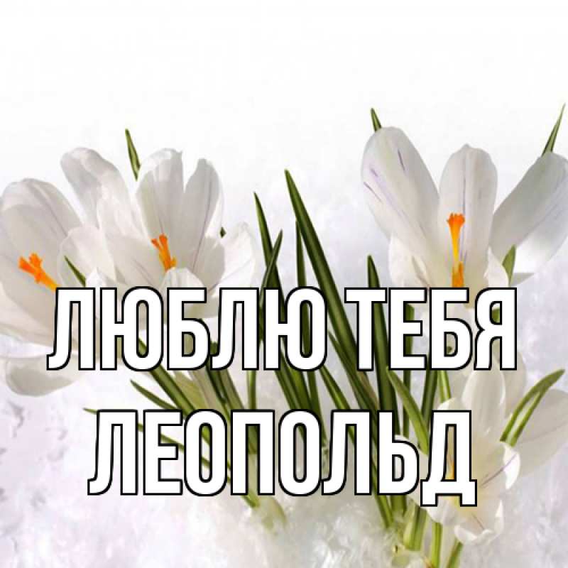 Картинка Люблю тебя, Леопольд