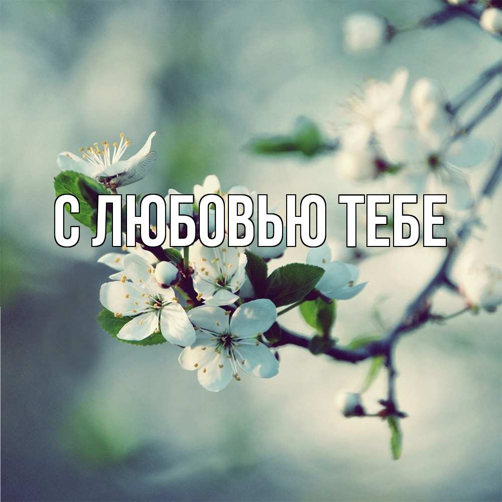 Открытка на каждый день с именем, Лаура Скучашки весна Прикольная открытка с пожеланием онлайн скачать бесплатно 