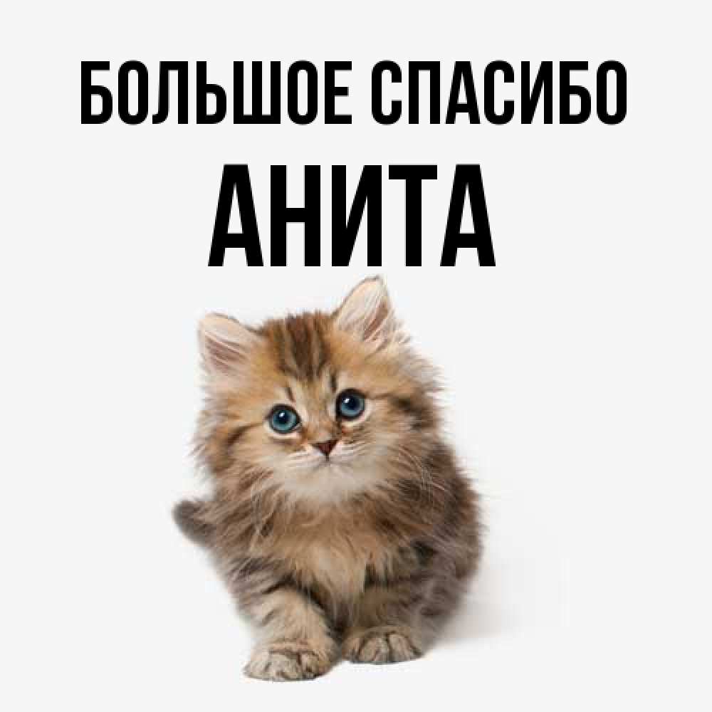 Открытка на каждый день с именем, Анита Большое спасибо пушистый котик Прикольная открытка с пожеланием онлайн скачать бесплатно 