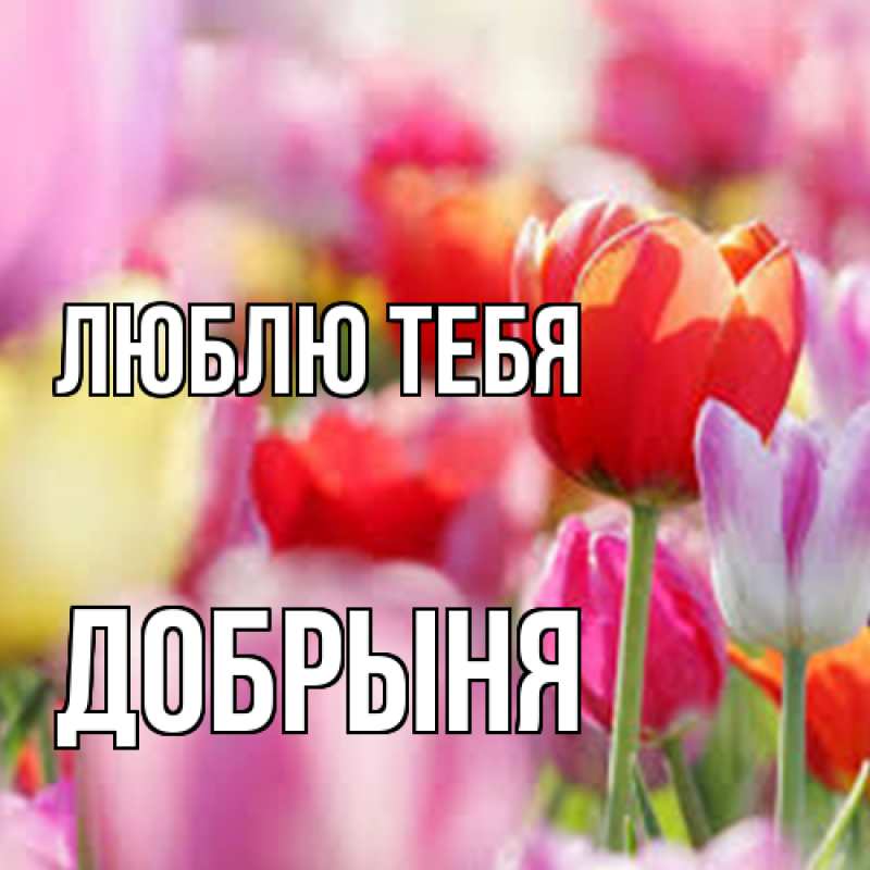 Картинка Люблю тебя, Добрыня