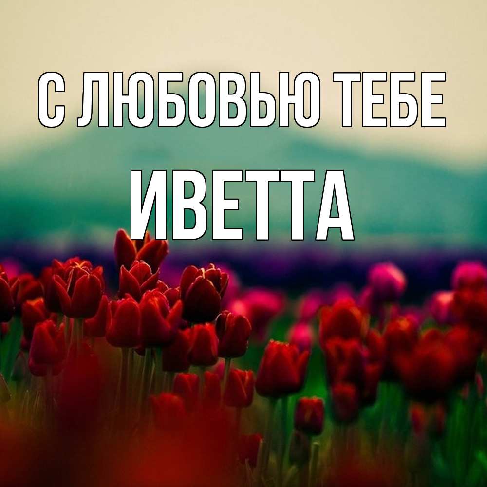 Открытка на каждый день с именем, Иветта С любовью тебе тюльпаны 4 Прикольная открытка с пожеланием онлайн скачать бесплатно 