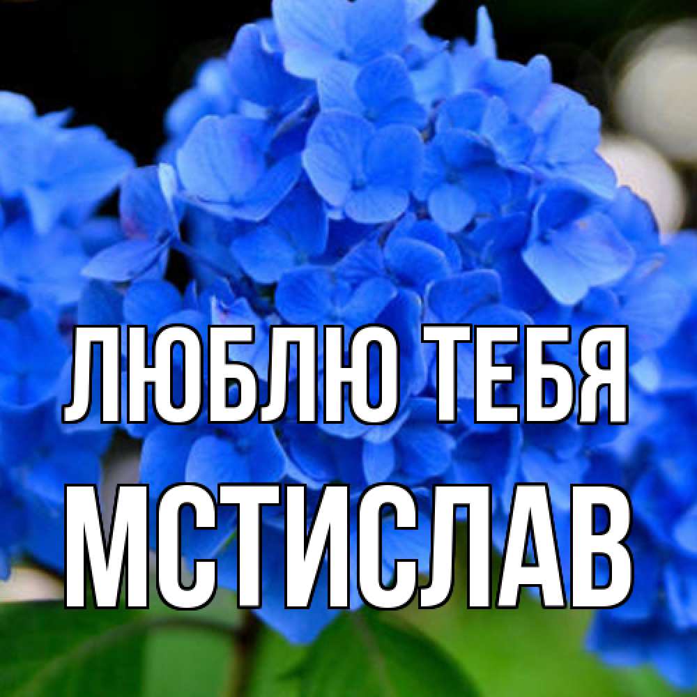 Открытка на каждый день с именем, Мстислав Люблю тебя синие цветы Прикольная открытка с пожеланием онлайн скачать бесплатно 