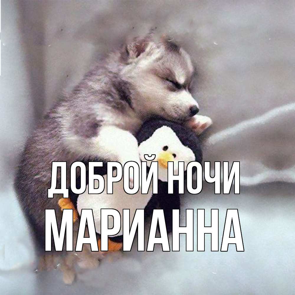 Открытка на каждый день с именем, Марианна Доброй ночи обнимашки щенка и пингвина Прикольная открытка с пожеланием онлайн скачать бесплатно 