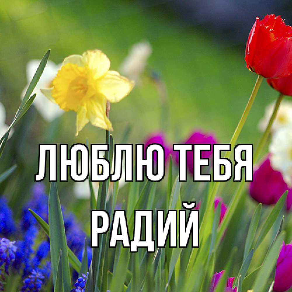 Открытка на каждый день с именем, Радий Люблю тебя международный женский день 3 Прикольная открытка с пожеланием онлайн скачать бесплатно 