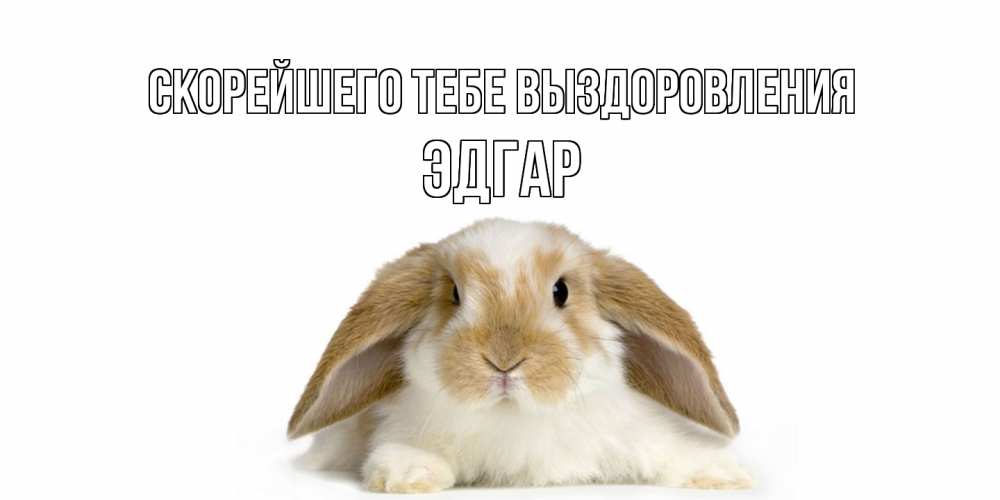 Открытка на каждый день с именем, Эдгар Скорейшего тебе выздоровления вислоухий кролик белого и коричневого цвета Прикольная открытка с пожеланием онлайн скачать бесплатно 