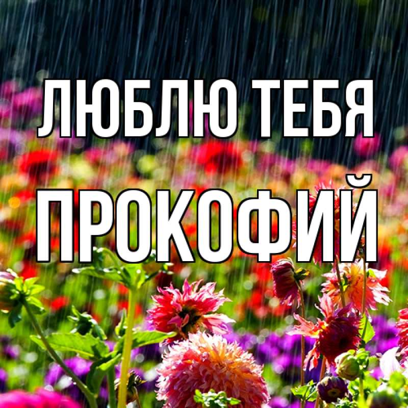 Картинка Люблю тебя, Прокофий