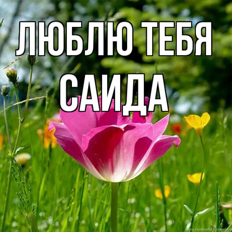Картинка Люблю тебя, Саида