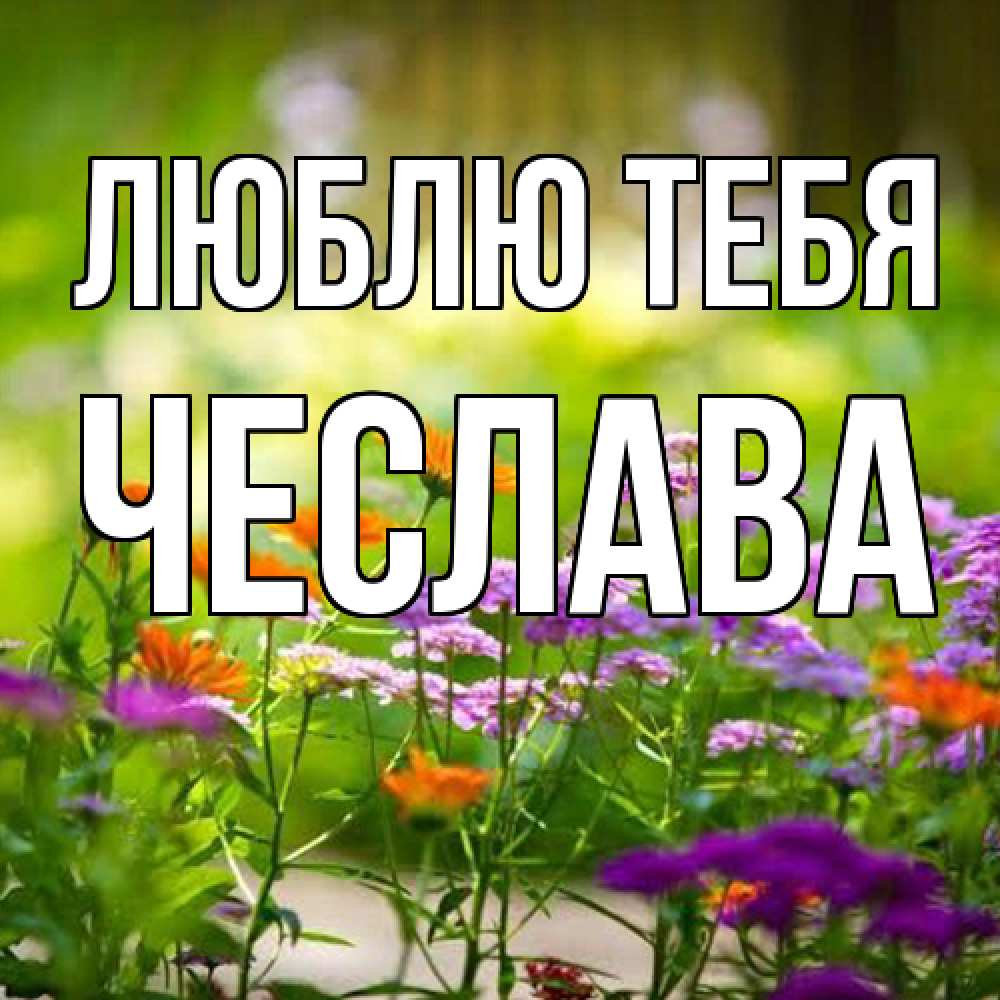 Открытка на каждый день с именем, Чеслава Люблю тебя цветы Прикольная открытка с пожеланием онлайн скачать бесплатно 