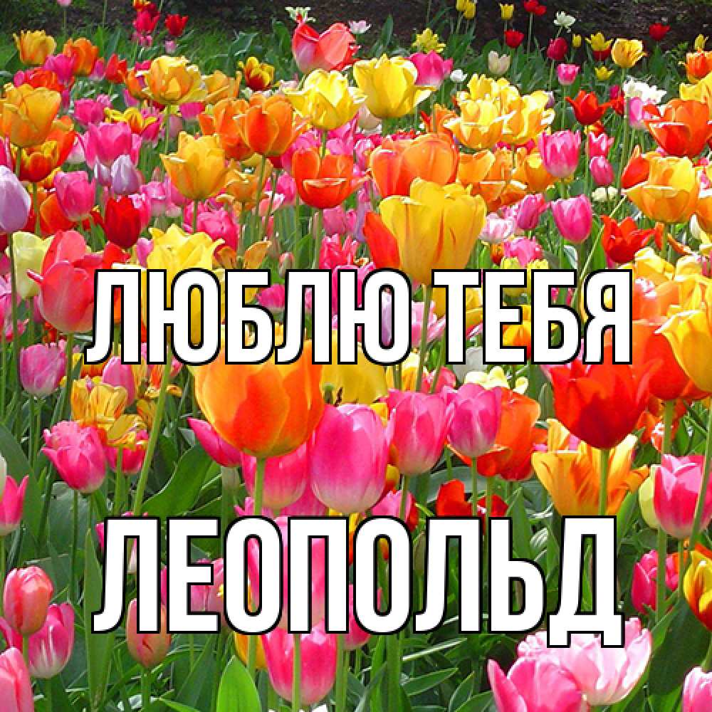 Открытка на каждый день с именем, Леопольд Люблю тебя на международный женский день Прикольная открытка с пожеланием онлайн скачать бесплатно 
