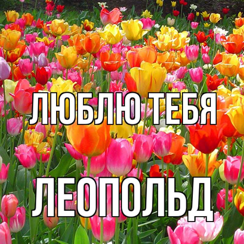 Картинка Люблю тебя, Леопольд